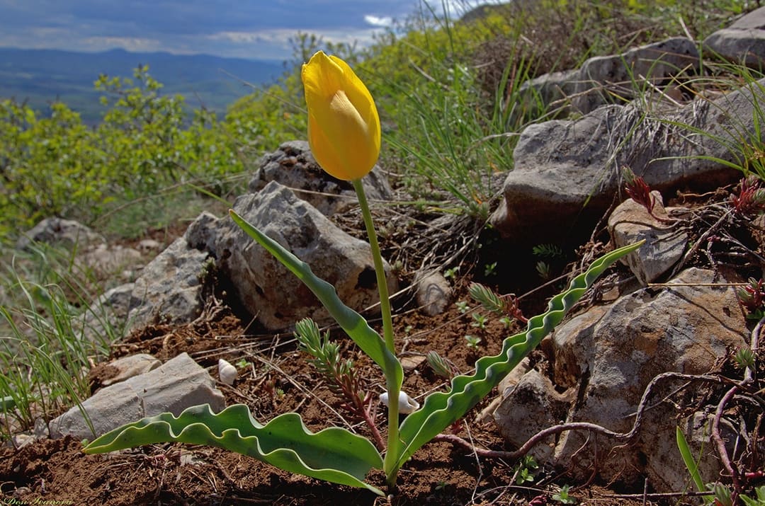 Bloom Where You Are Planted